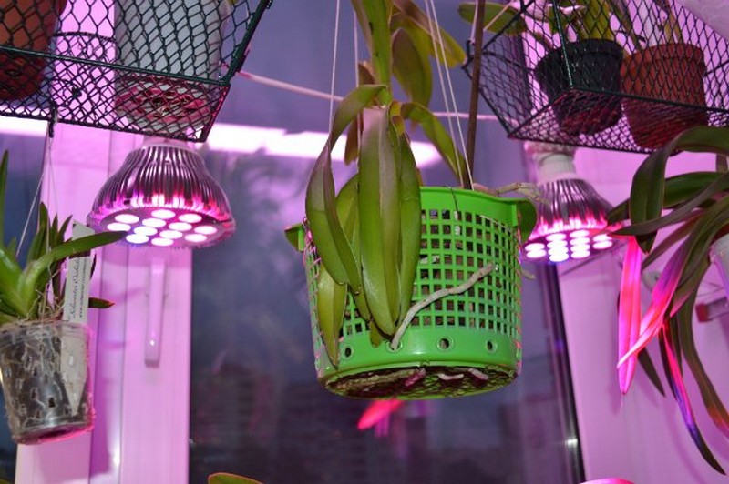 Фитолампы (фитосветильники) — лампы для растений и подсветки рассады .
